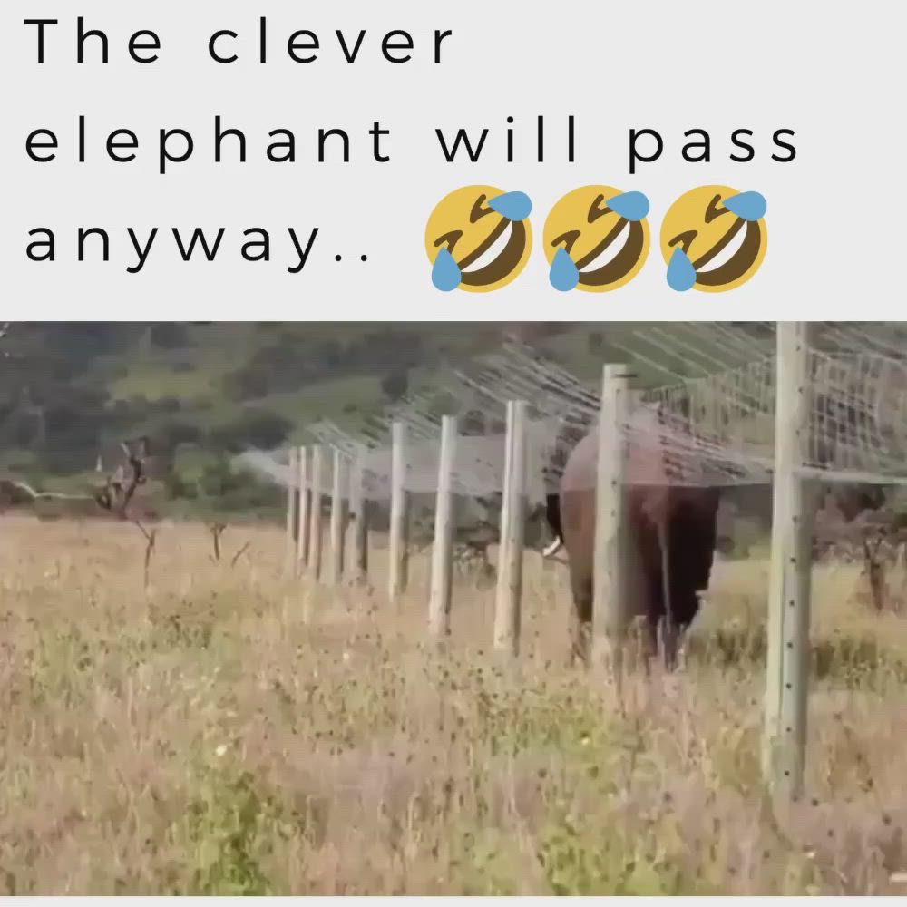 The clever elephant will pass anyway..@ecosenpai❗ animals cute | funny animals | babie animals | adorible animals | animals funny | hilarious animals | cute elephant | elephant cute | cute pet memes | funny dog s | elephant funny | funny elephant| dogs funny humor | dogs funny hilarious || funny animal videos | funny animal videos can't stop laughing hilarious | cute animal videos animal videoys | baby animals videos . #animal#animals#videos#cute#funny