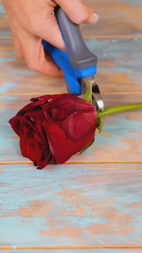 This may contain: a person is cutting a red rose with a blue handled tool on a wooden table