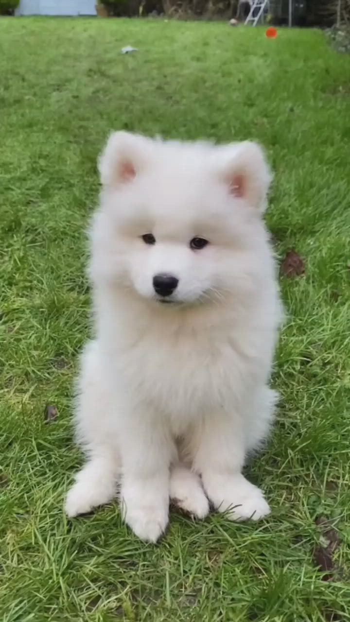 This may contain: a small white dog sitting in the grass