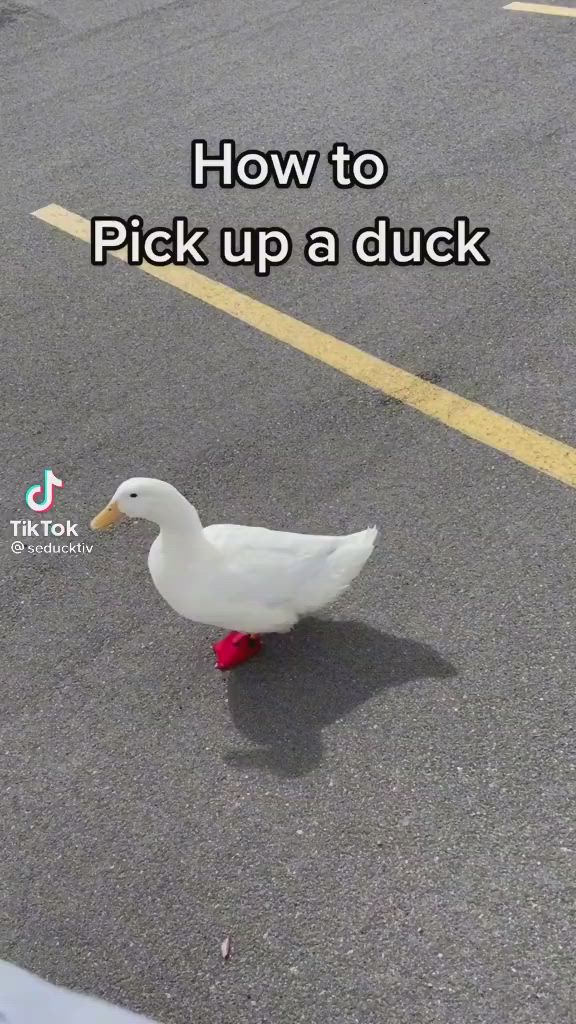 This may contain: a white duck walking across a parking lot with the words how to pick up a duck