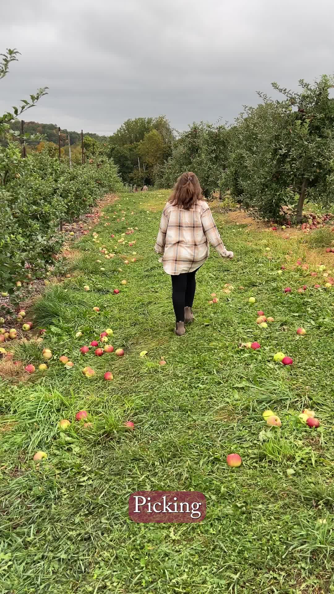 🍁 Enjoy your favorite fall activities, like apple picking, in comfort and ease! Børn's Cove water resistant Chelsea boot is cute, comfortable for all day wear, and keeps moisture out. Don't let uncertain weather stop you from taking comfort in your day! 🍎 