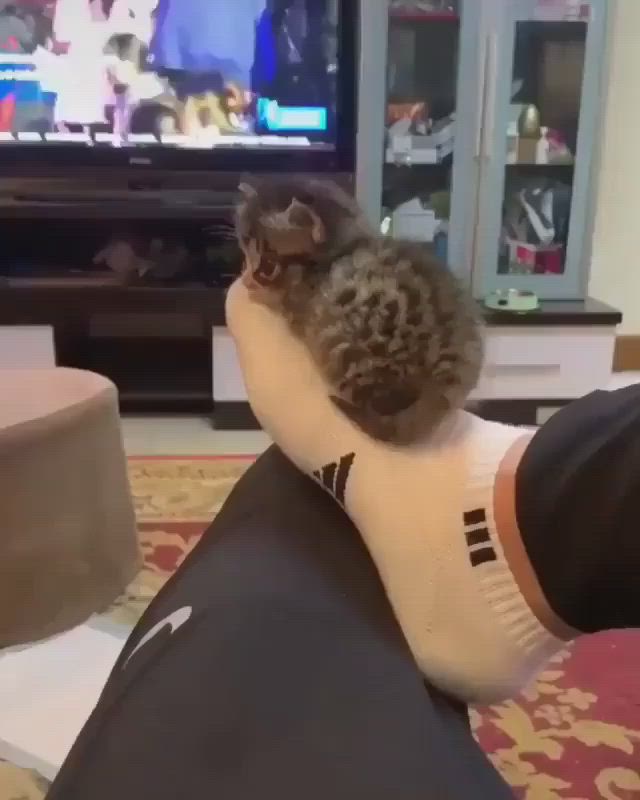 This may contain: a cat is sitting on top of someone's leg while they watch the tv