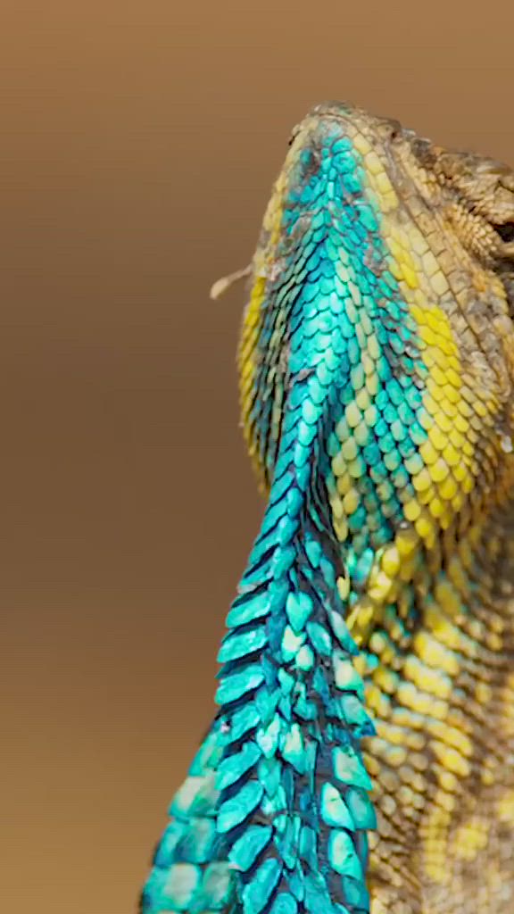 This may contain: the back end of a lizard's head with blue and yellow feathers