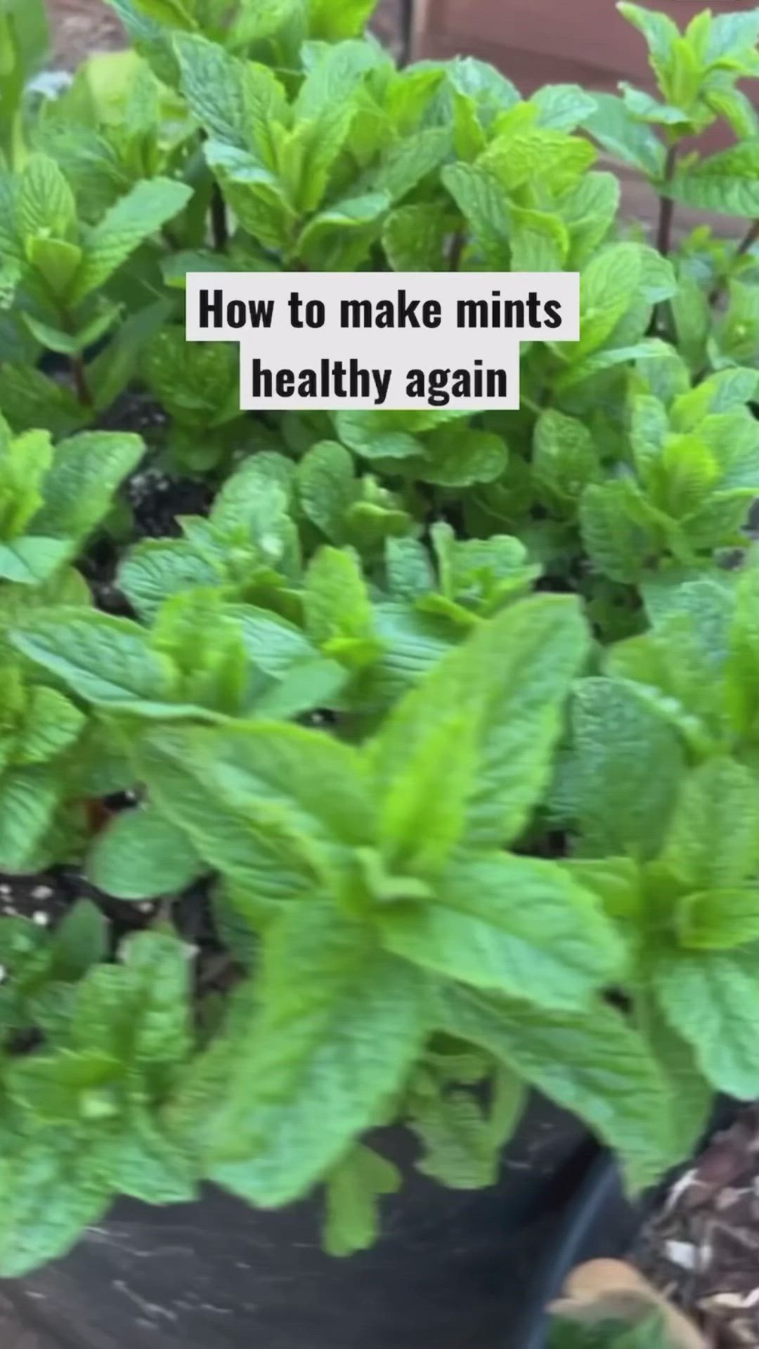 This may contain: green plants with the words how to make mints healthy again