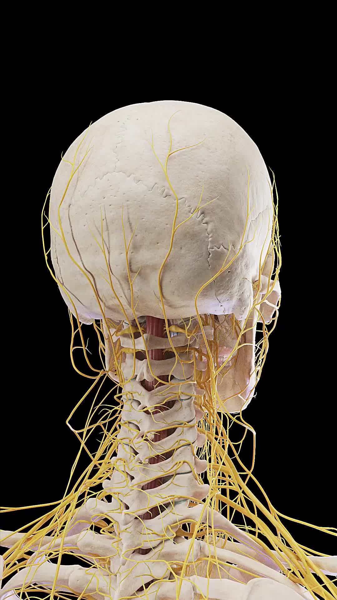 This may contain: an image of the back of a human head and neck with branches attached to it