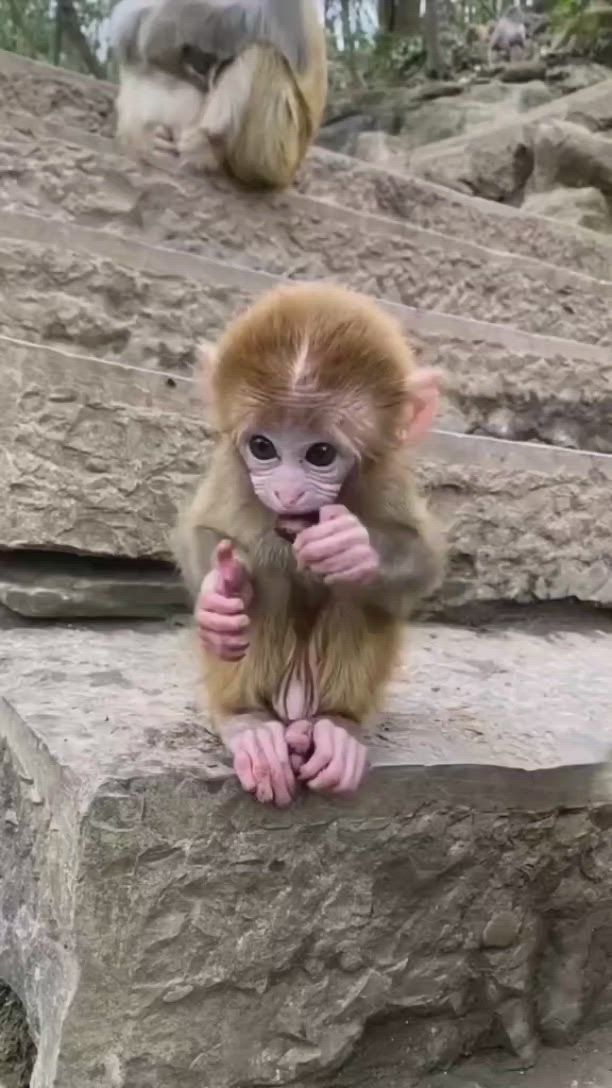 This may contain: a small monkey sitting on top of some rocks