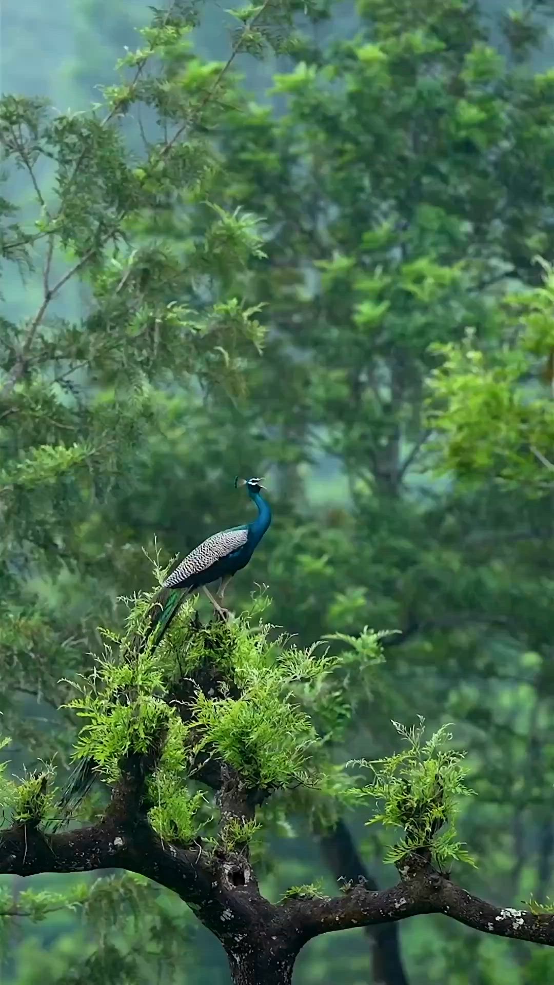 This may contain: a bird sitting on top of a tree branch in front of some green leaves and trees