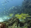 world s oceans near critical acidification level report