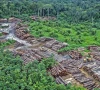 12 5 of amazon s plant cover lost to deforestation