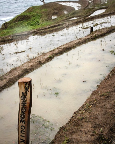 paddy-allotment