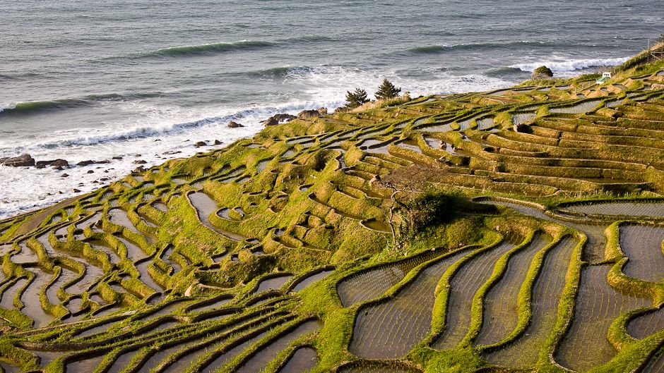 Urbanites help sustain Japan’s historic rice paddy terraces