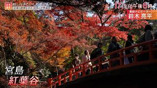 世界遺産「紅葉の絶景をめぐる　日本の世界遺産」🈖🈑🈓