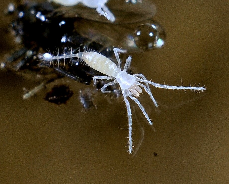 Underground gourmet: Selected terrestrial cave invertebrates and their meal preferences