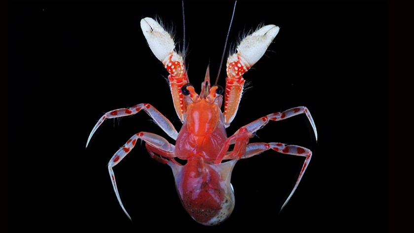 A blanket-hermit crab grasping an anemone.