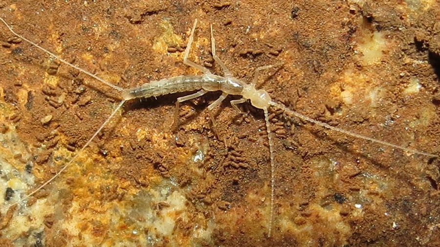 World’s largest campodeid dipluran named after the mythological giant Daidarabotchi