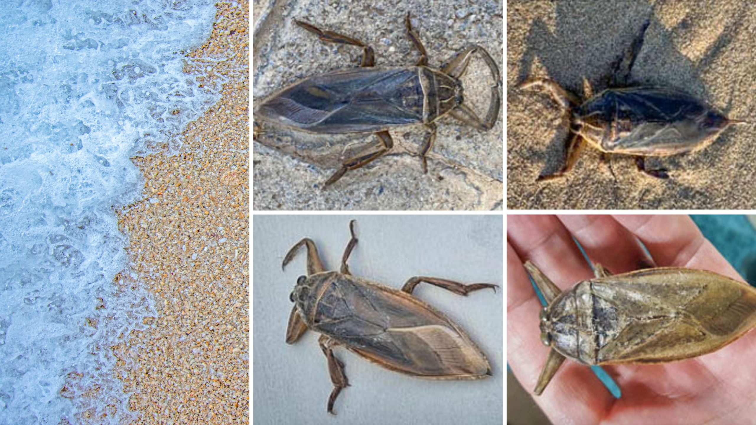 Eyes open and toes out of water: how a giant water bug reached the island of Cyprus