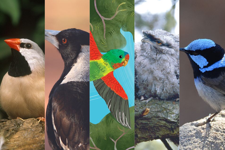 A collage of five images of birds, including a black-throated finch, an Australian magpie, a swift parrot, a tawny frogmouth, and a superb fairywren