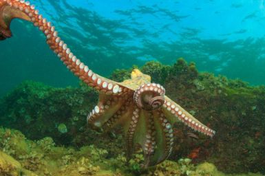 An octopus reaches towards the viewer while swimming over a coral reef.