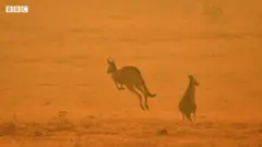 Cangurus em meio a incêndio na Austrália