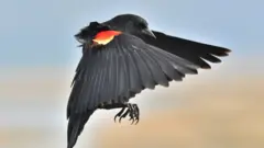 Red-winged blackbird