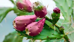 A vantagem do nopal para a produção de biocombustível é que ele é cultivado para outros fins, contribuindo para o uso eficiente da terra e dos recursos