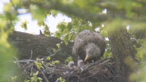 Tree branches frame a nest with two fluffy heads of chicks poppin gout and a adult eagle leaning in to feed them