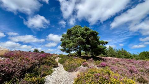 A green tree stands in the centre of the picture in the sunshine, with blue sky behind, surrounded by purple heather and yellow gorse flowers