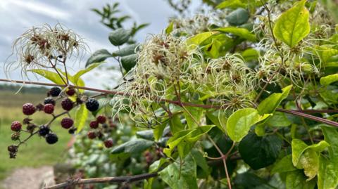 Berries on a branch with grey sky behind