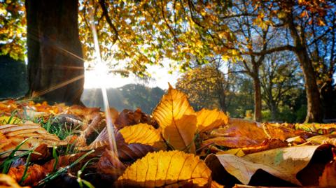 Low Sun and autumn leaves litter the ground in a wood with trees turning to a golden brown