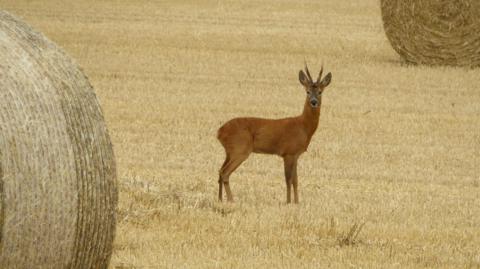 A roe deer stands staring at the camera in the middle of a harvested hay field - we know it's a hay field as round bales are visible in the foreground and background in opposing corners of the image