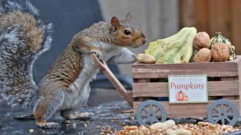 A squirrel standing by a wooden model cart containing walnuts, monkey nuts and squashes. The cart has a sign reading "freshly picked pumpkins". There are further shells and nuts on the ground. 