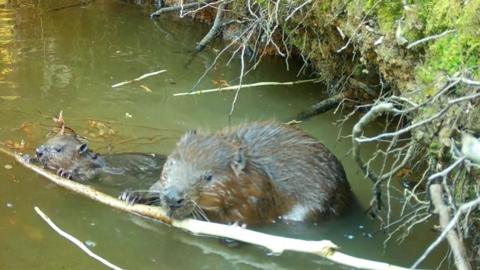 A fully-grown beaver and a baby beaver about a quarter of the size both gnaw on the same branch lying in shallow water at the edge of a river.