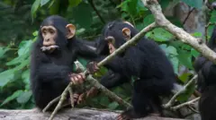 Chimpanzés