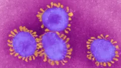 Coronavirus visto pelo microscópio