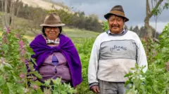 Agricultores indígenas num campo de quinoa no Equador.