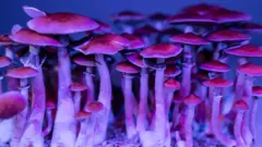 Cogumelos psicodélicos sendo cultivados sob lâmpada fluorescente