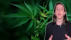 Repórter Mariana Schreiber sobre imagem de fundo com planta de maconha