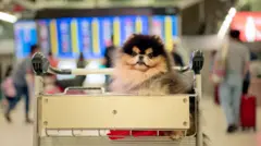 Cachorro em carro no aeroporto 