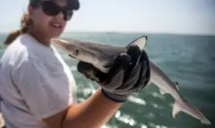 mulher segurado pequeno tubarão