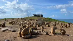 Macacos se alimentam em Cayo Santiago 