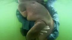 Mariam the Dugong nuzzles into a rescuer