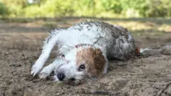 Fotografia colorida de cachorro branco e marrom deitado em cima de lama e cocô