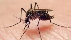 Aedes aegypti pousado na pele de alguém