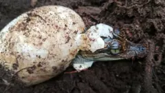 Filhote de crocodilo-siamês saindo de ovo