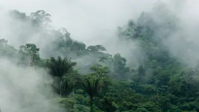 Floresta tropical nublada na Reserva Buenaventura no Equador