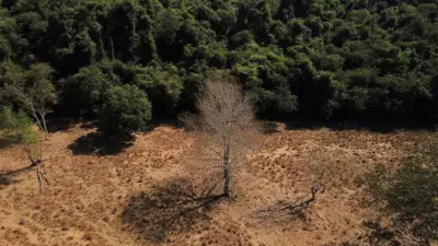 Imagem aérea de uma área em que metade é mata verde e metade é chão desmatado e seco, com uma árvore seca no meio 