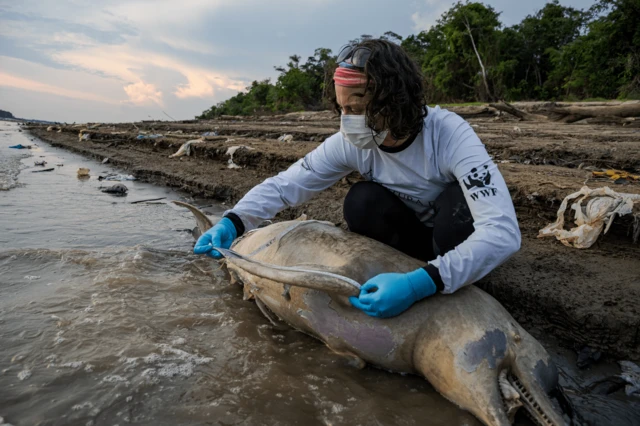 Botos mortos na Amazonia