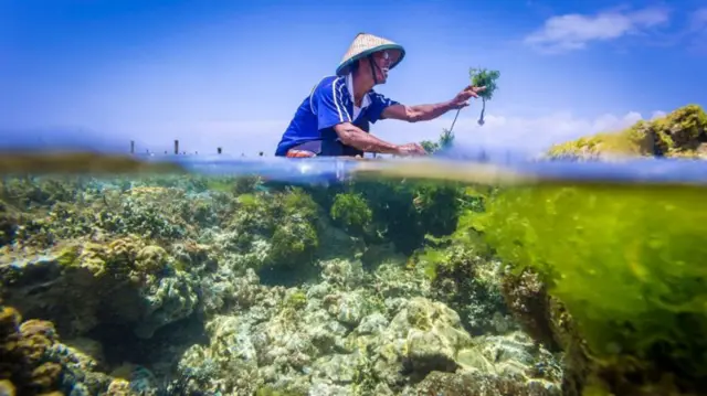 Barco em cima de água com algas