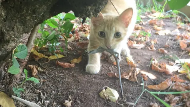 Gato em Fernando de Noronha