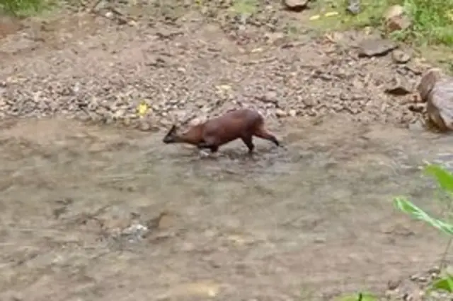 Cervo anão em um rio